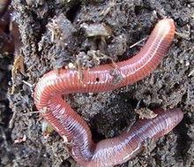 蚯蚓高清在线观看,高清在线观看带你走进神奇地下世界