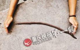 蚯蚓高清在线观看,高清在线观看带你走进神奇地下世界