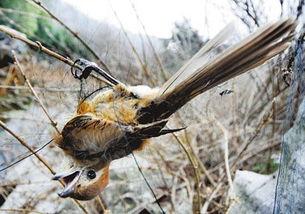 捕鸟蛛捕鸟视频,惊心动魄的生态捕食奇观