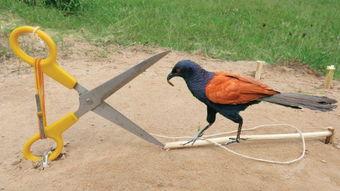 捕鸟蛛捕鸟视频,惊心动魄的生态捕食奇观