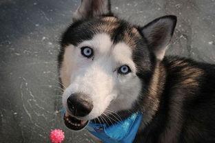 哈士奇的图片,雪地中的忠诚守护者