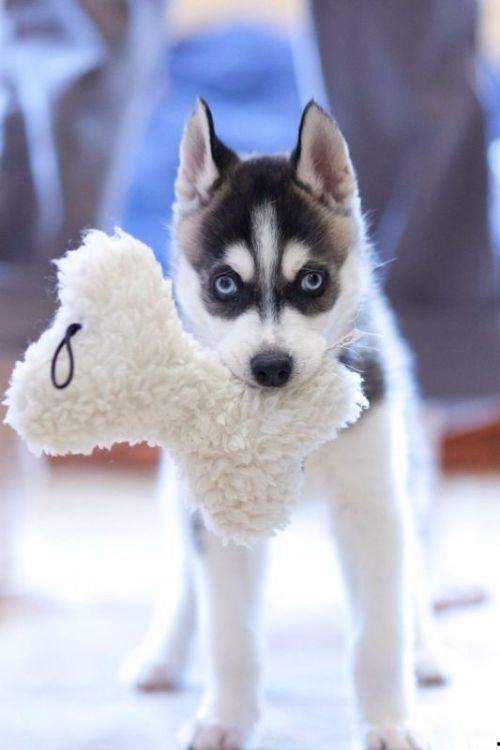 哈士奇的图片,雪地中的忠诚守护者