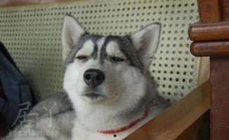 哈士奇的图片,雪地中的忠诚守护者