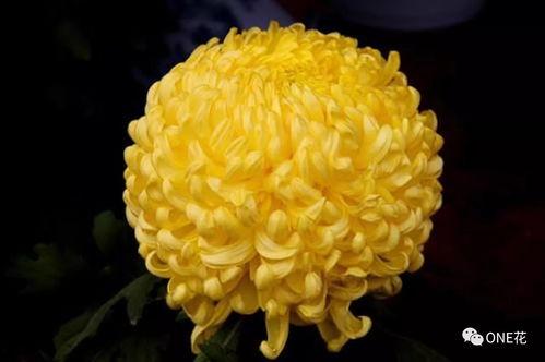 果酱画菊花图片大全,创意无限的花朵艺术集锦