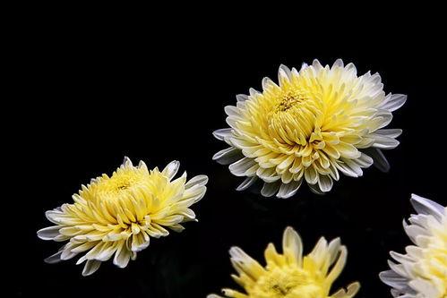 果酱画菊花图片大全,创意无限的花朵艺术集锦