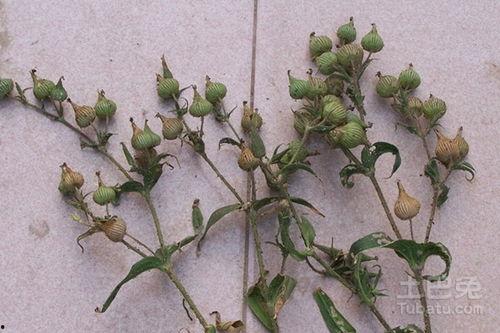 王不留行的图片,草本植物的神奇功效与药用价值揭秘