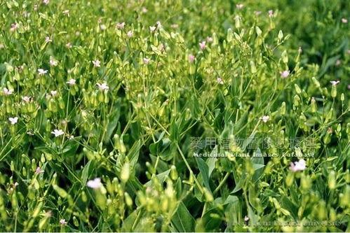 王不留行的图片,草本植物的神奇功效与药用价值揭秘