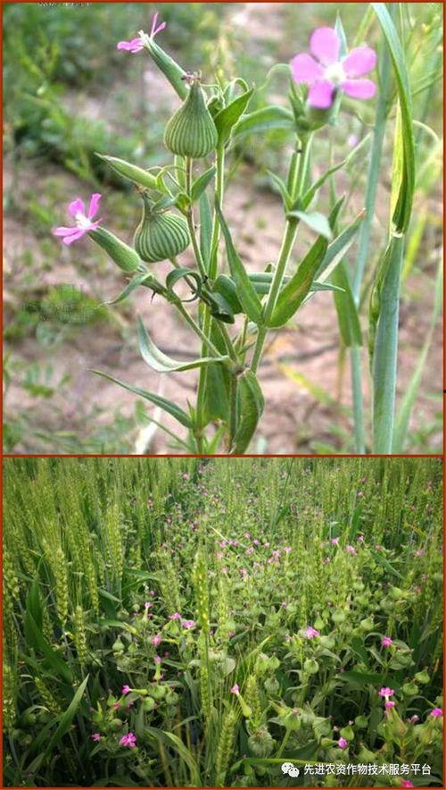 王不留行的图片,草本植物的神奇功效与药用价值揭秘