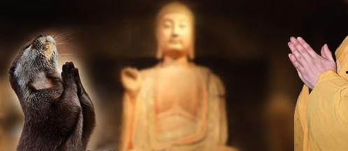 拜佛图片,探寻心灵宁静的奥秘