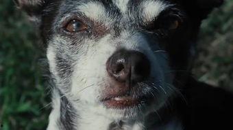 女人被狗操视频,女子遭遇狗性侵事件的背后真相